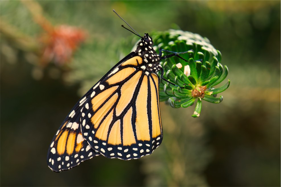 Monarch 2 0718